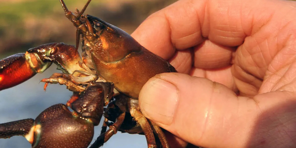A hand holds up a signal crayfish in the