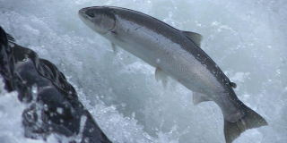 A steelhead trout jumps out of the water to pass an obstacle in the river.