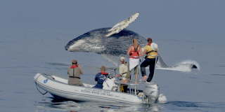 A large whale jumps out of the water very close to a small inflatable dingy full of people.