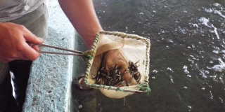 A fish hatchery worker handles salmon fry in a small net.