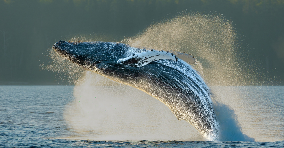 A majestic humpback whale leaps from the water.