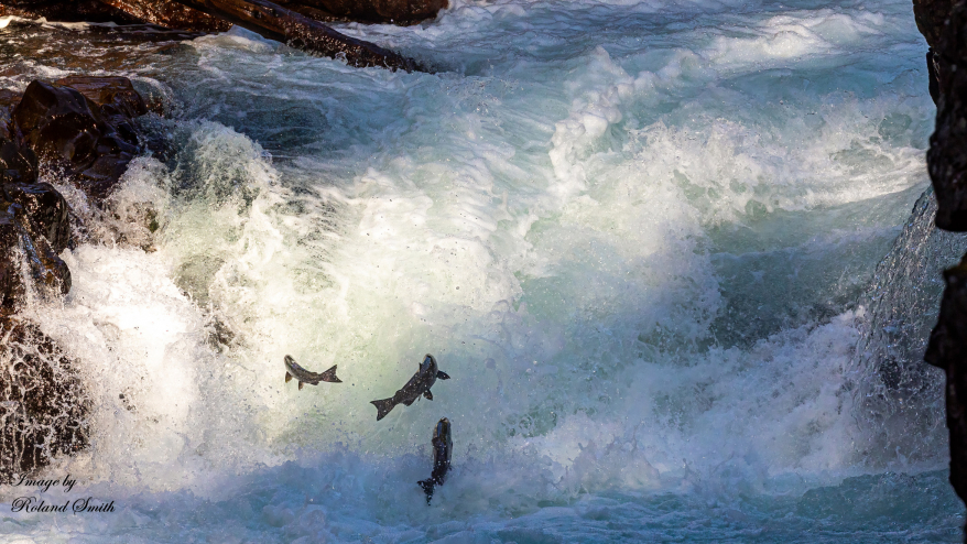 Salmon jumping up Stamp Falls.