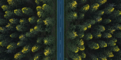 An aerial shot of a straight road through a forest.
