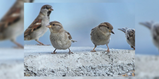 Four house sparrows investigate a concrete slab.
