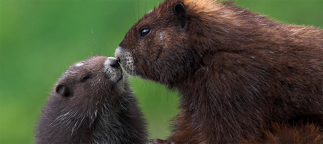 Two endangered wild marmots nuzzle noses.