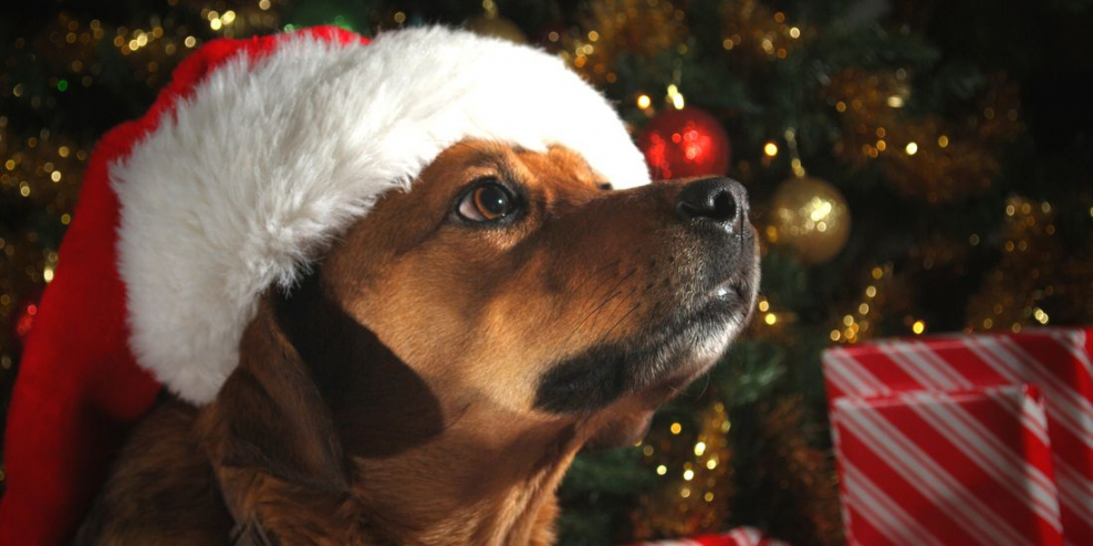 A pooch wearing a Santa hat sits dutifully in front of a Christmas tree.
