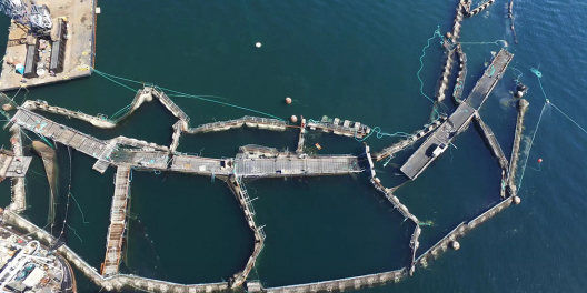 An aerial shot of the Cooke Aquaculture disaster in 2017.