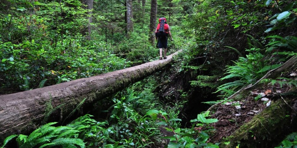 A man walks across a log into the distance. He is surrounded by large trees and ferns and is wearing a red backpack.
