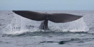 The tail of a Pacific right whale above the water.