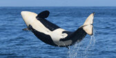 A baby orca jumps out of the water on a sunny day.