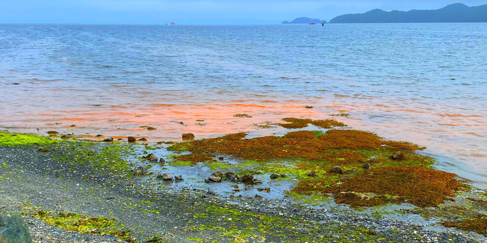 Red and green algae bloom along the shore on a sunny day.
