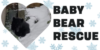 A baby black bear huddles for warmth against a shed in the snow. The image has the bear inside a heart shape with cartoon snowflakes and the words BABY BEAR RESCUE.