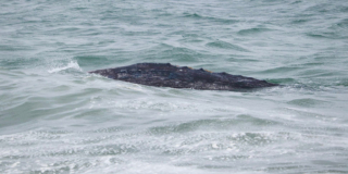 The back of a grey whale peeks above the surface of the water.