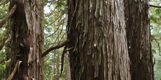A close-up of the trunks of three yellow cedar trees in a lush green forest.