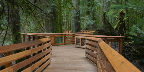 Wood boardwalk among many big trees at Cathedral Grove