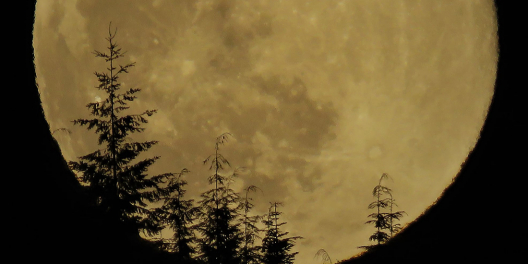 A full yellow moon rises behind evergreen trees.