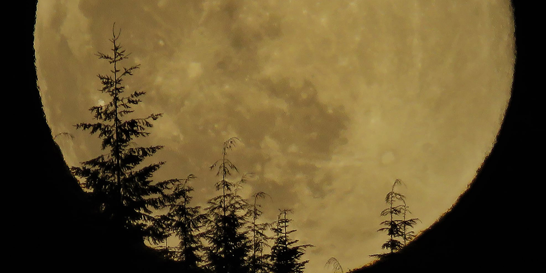 A full yellow moon rises behind evergreen trees.