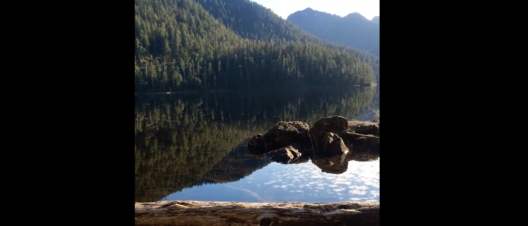 A picture of a lake with some logs floating in it. The sun is shining and there are forested mountains in the background.