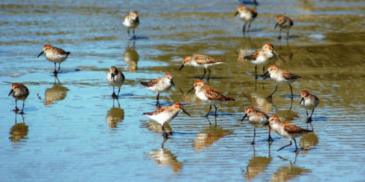 Migratory birds on the shoreline of Combers beach