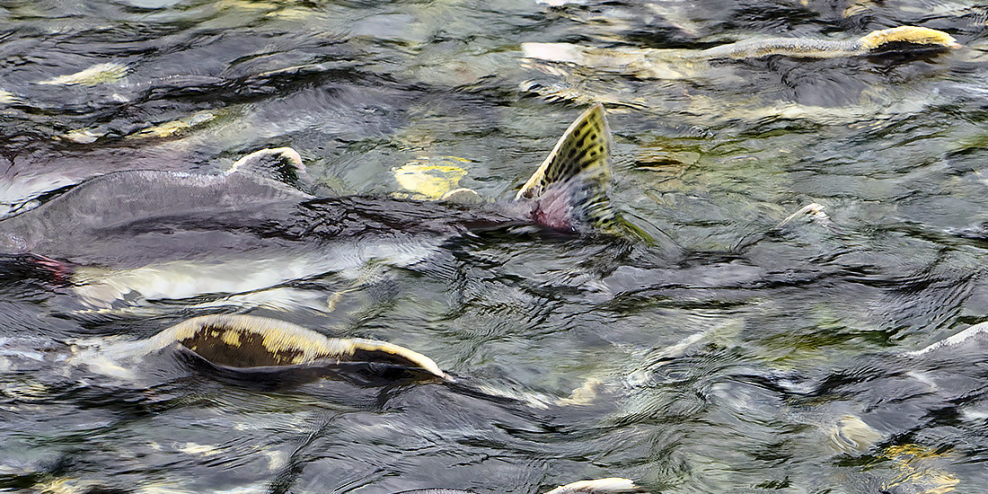 Pink salmon swim along the surface of a churning river.