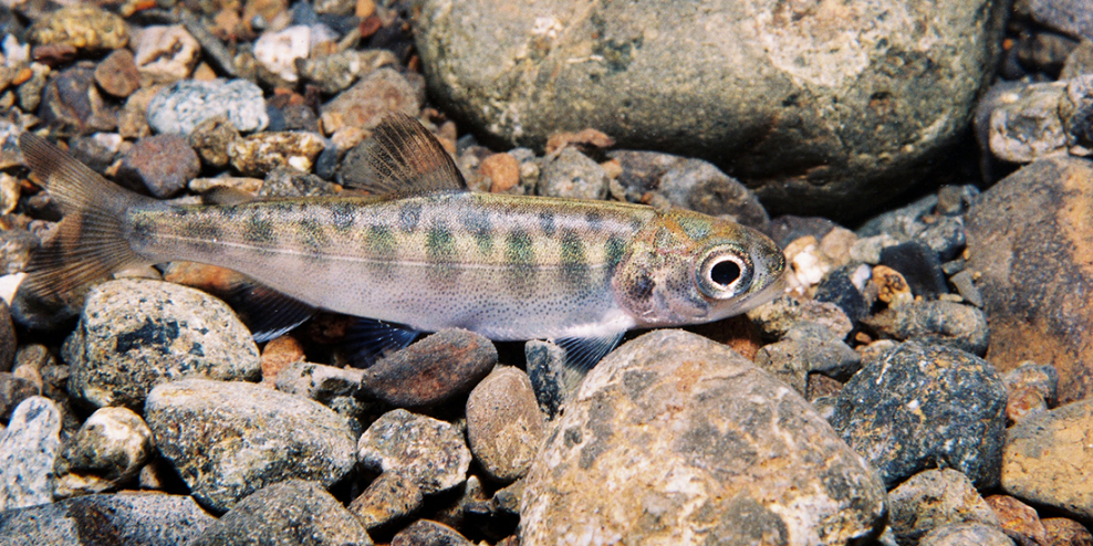 A juvenile Coho salmon swims among tiny rocks in a gravel bed.