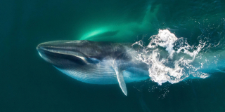 A fin whale swims in blue-green water.