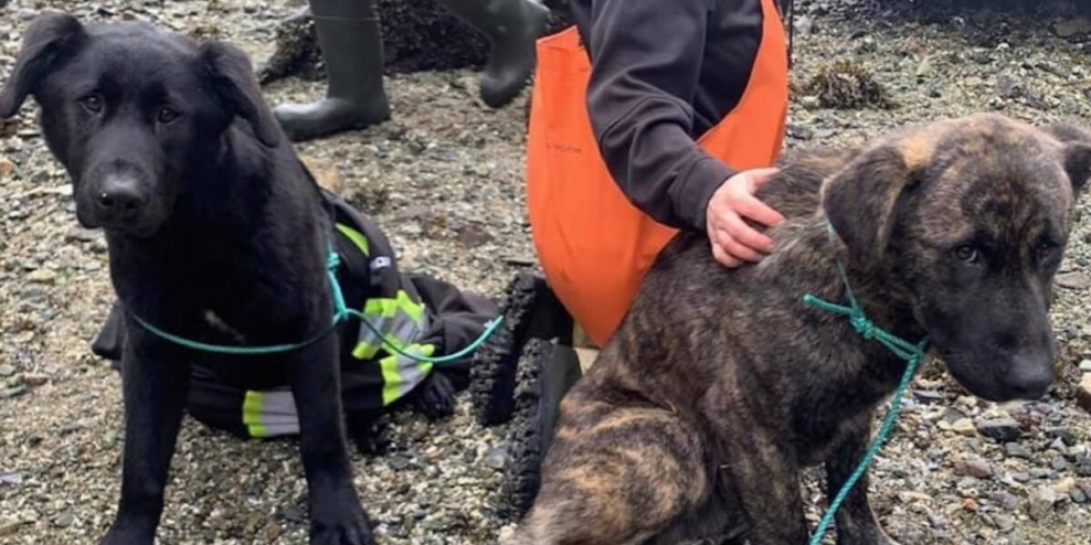 Two pouches rescued from a remote island.