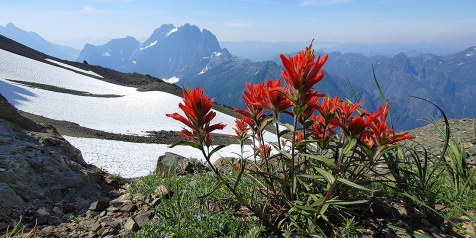 Indian paintbrush grows in the alpine against a mountainous background.
