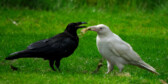A black raven and white raven stand on green grass and tussle over the same bit of food.