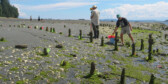 Scientists measure algae-covered posts sticking up from the shore on a sunny day.