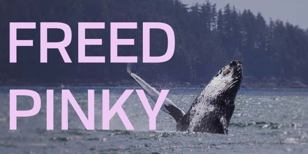 Pinky the humpback rises out of the water with one big fin waving as if to say hello.