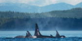 Orca whales breach against a backdrop of mountains and forest.
