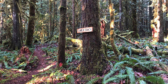 A picture of the Holy Cow trail sign in the woods. There is dappled light on the trees and the trail.