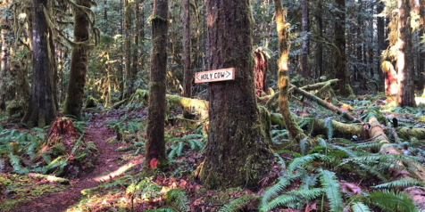 A picture of the Holy Cow trail sign in the woods. There is dappled light on the trees and the trail.