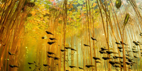 An underwater picture of tadpoles swimming in between plants..