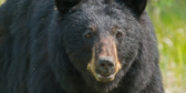 A closeup of a black bear.