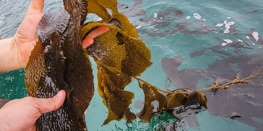 Hands lift healthy kelp out of teal blue water.