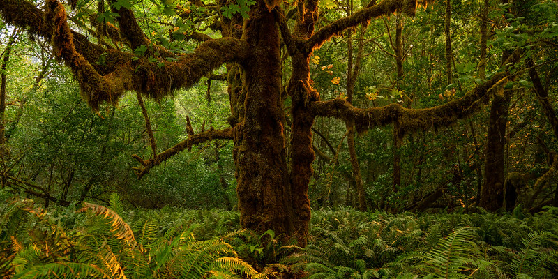 A bigleaf maple stands in a deep green forest.