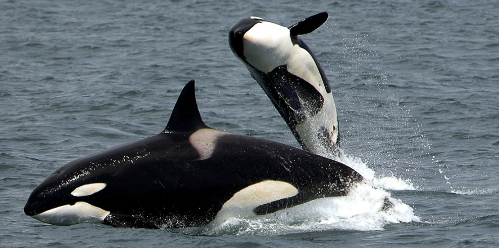 Two orcas play in the sea.