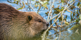 A beaver nibbles on a branch.