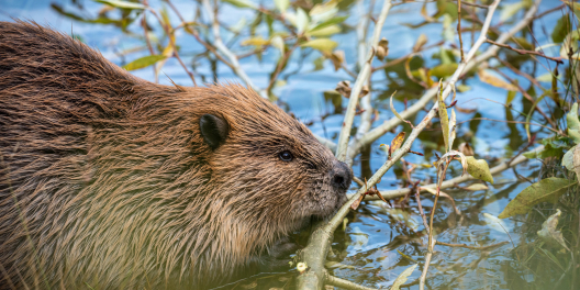 A beaver nibbles on a branch.
