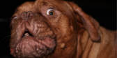A closeup of a dog with a wrinkly face looking like it has just seen a ghost.