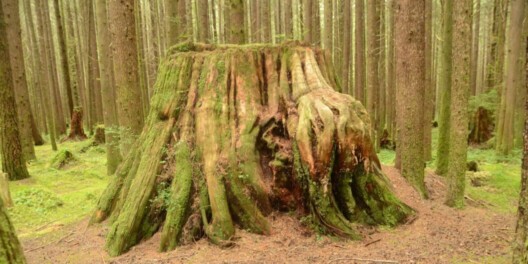 old moss-covered tree stump in young tree stand