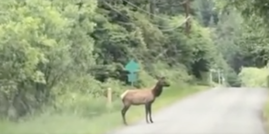 Elk on Road