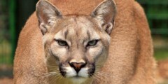 cougar mountain lion head