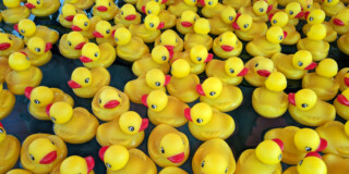 A picture filled with yellow rubber ducks with orange bills floating on water.