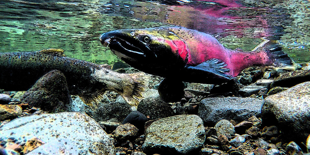 Coho salmon swim above rocks. The picture is stylized to make it look like it has been drawn