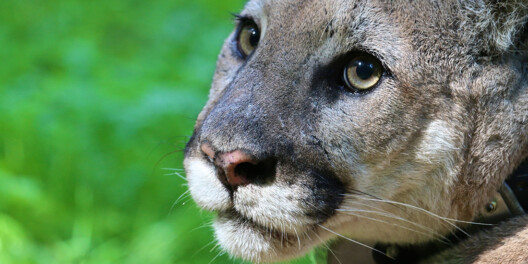 A closeup of a cougar's face on a green, grassy background.