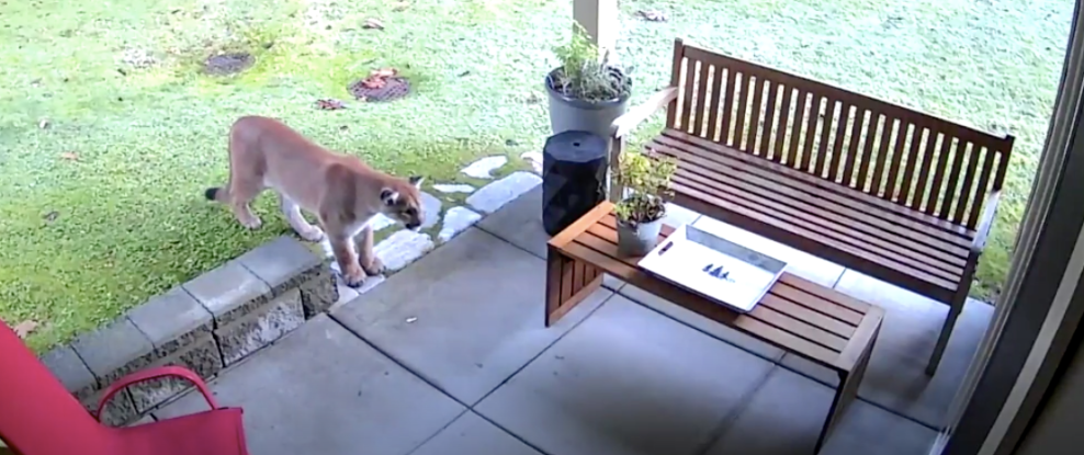 The camera looks down on a cougar standing on a covered back patio of someone's house.