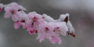 A close-up of tiny pink cherry blossoms with snow on them.